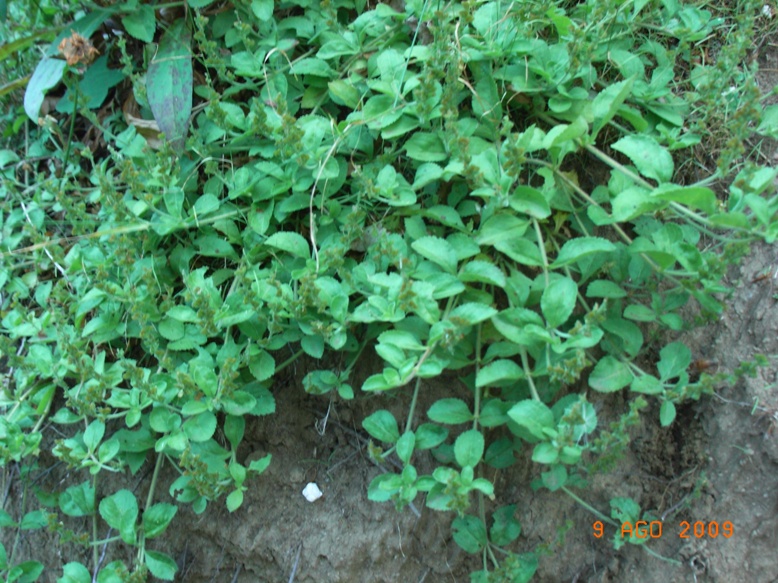 Nella faggeta - Veronica officinalis
